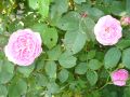 Historische Rose 'Louise Odier' - Rosa 'Louise Odier'