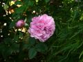 Historische Rose 'Louise Odier' - Rosa 'Louise Odier'