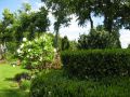 Kirschlorbeer / Lorbeerkirsche 'Etna' � - Prunus laurocerasus 'Etna' �