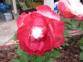 Edelrose 'Nostalgie' � - Rosa 'Nostalgie' �