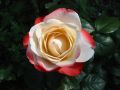 Edelrose 'Nostalgie' � - Rosa 'Nostalgie' �