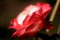Edelrose 'Nostalgie' � - Rosa 'Nostalgie' �
