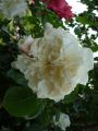Ramblerrose 'Alberic Barbier' - Rosa 'Alberic Barbier'