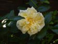 Ramblerrose 'Alberic Barbier' - Rosa 'Alberic Barbier'