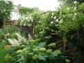 Ramblerrose 'Alberic Barbier' - Rosa 'Alberic Barbier'
