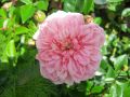 Ramblerrose 'Paul Noel' - Rosa 'Paul Noel'
