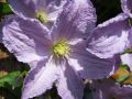 Clematis 'Blekitny Aniol' od. 'Blue Angel' - Clematis viticella 'Blekitny Aniol'