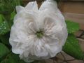 Historische Rose 'Mme Hardy' - Rosa 'Mme Hardy'