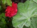 Gro�bl�ttriger Frauenmantel - Alchemilla mollis