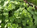 Gro�bl�ttriger Frauenmantel - Alchemilla mollis