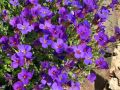 Blaukissen - Aubrieta x cultorum 'Hamburger Stadtpark'