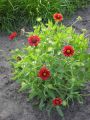 Gro�blumige Garten Kokardenblume - Gaillardia x grandiflora 'Burgunder'
