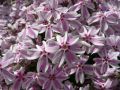Polster Flammenblume / Polsterphlox - Phlox subulata 'Candy Stripes'