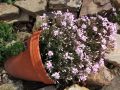 Polster Flammenblume / Polsterphlox - Phlox subulata 'Candy Stripes'