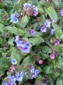 Gro�geflecktes Lungenkraut - Pulmonaria saccharata 'Mrs. Moon'