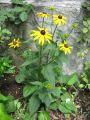 Pr�chtiger Sonnenhut - Rudbeckia fulgida var. sullivantii 'Goldsturm'