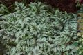 Garten Brokatfarn - Athyrium niponicum 'Metallicum'