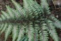 Garten Brokatfarn - Athyrium niponicum 'Metallicum'