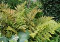 Rotschleierfarn - Dryopteris erythrosora
