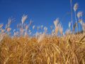Riesen Chinaschilf - Miscanthus giganteus 'Aksel Olsen'