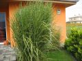 Stachelschweingras / Zebraschilf - Miscanthus sinensis 'Strictus'