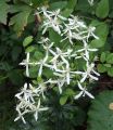 Clematis mandschurica - Clematis mandschurica
