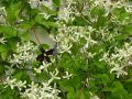 Clematis mandschurica - Clematis mandschurica