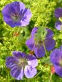 Storchschnabel 'Rozanne' � -Rarit�t- - Geranium Pratense-Hybr.'Rozanne' �  -Neu-