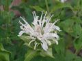 Garten Indianernessel - Monarda fistulosa 'Schneewolke'