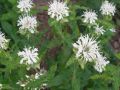 Garten Indianernessel - Monarda fistulosa 'Schneewolke'