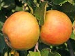 Herbst�pfel