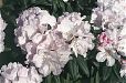 Zwerg-Rhododendron Zwerg-Rhododendron