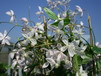 Immergr�ne Clematis