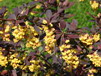Berberis