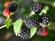 Brombeeren