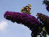 Sommerflieder Sommerflieder