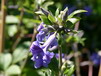 Stauden- und Strauch-Clematis
