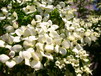 Blüten- / Blumenhartriegel Blüten- / Blumenhartriegel