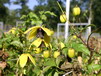 Wildarten und Sorten