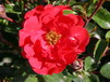 Canadian Explorer Roses Canadian Explorer Roses