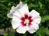 Hibiskus Hibiskus