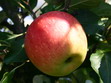 Sommer�pfel