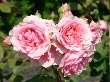 Guillot-Rosen