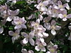 Fr�hbl�hende Clematis