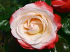 Edelrosen
