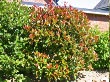 immergrün immergrün