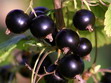 Schwarze Johannisbeeren