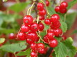 Rote Johannisbeeren