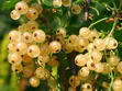 Wei�e Johannisbeeren