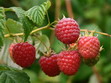Himbeeren